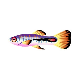 Indigoback Endler Guppy